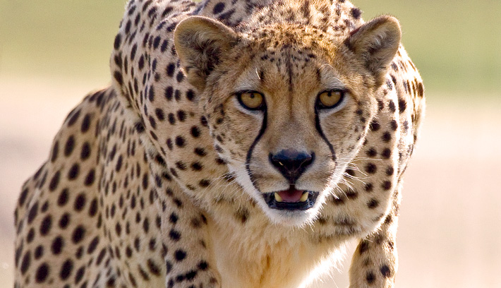 Cheetah #19