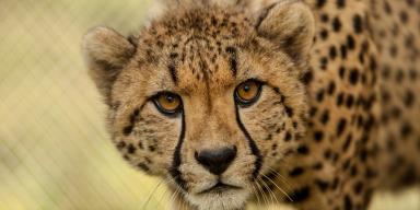 Cheetah High Quality Background on Wallpapers Vista