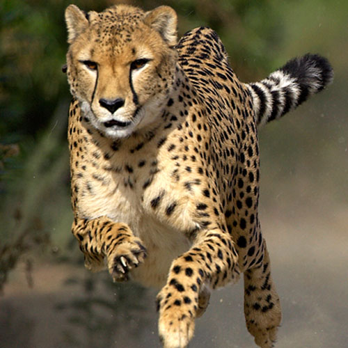Nice Images Collection: Cheetah Desktop Wallpapers