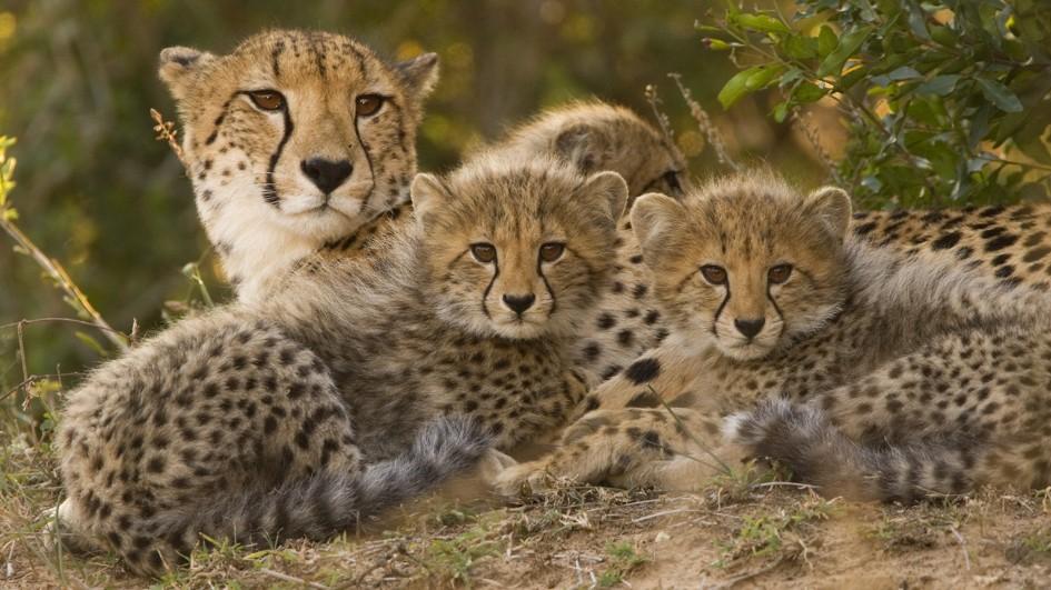 Nice Images Collection: Cheetah Desktop Wallpapers