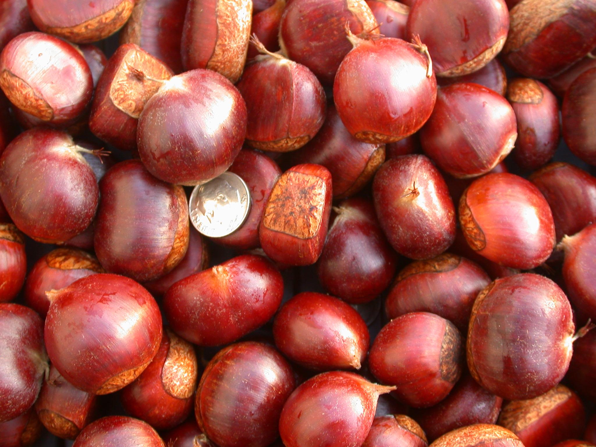 Images of Chestnut | 2048x1536