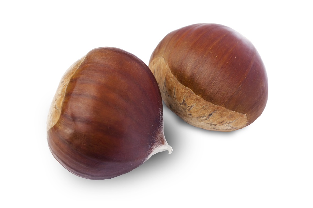 Amazing Chestnut Pictures & Backgrounds