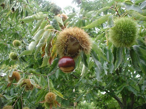 Images of Chestnut | 511x383