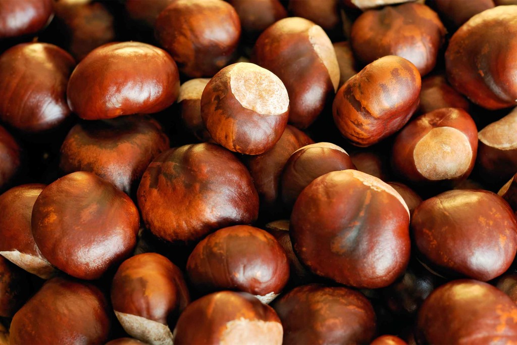 Nice wallpapers Chestnut 1024x683px