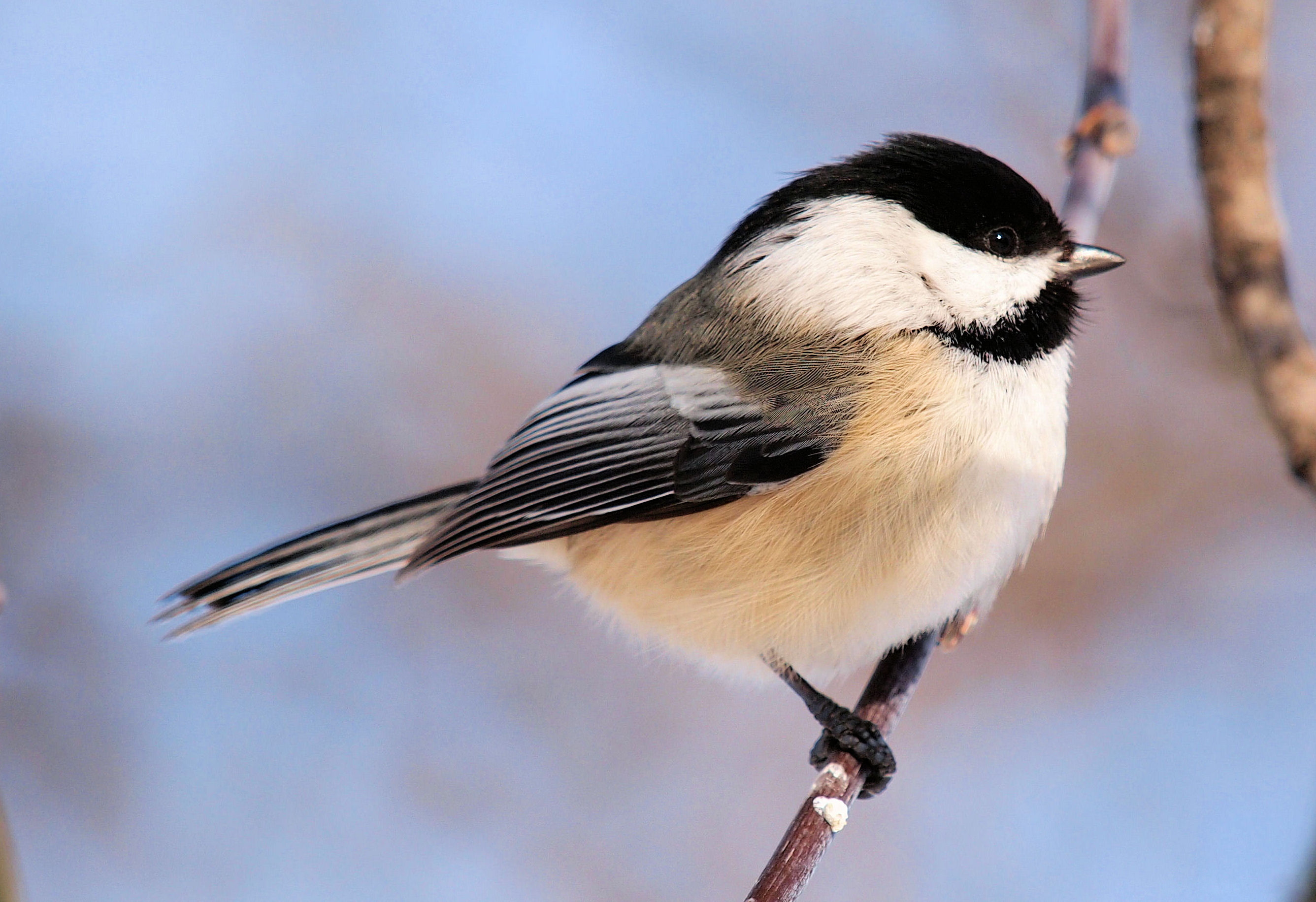 Chickadee Backgrounds, Compatible - PC, Mobile, Gadgets| 2672x1832 px