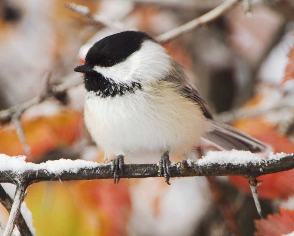 Nice Images Collection: Chickadee Desktop Wallpapers
