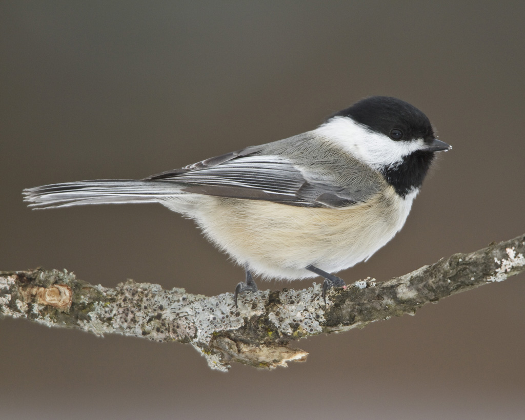 Chickadee High Quality Background on Wallpapers Vista