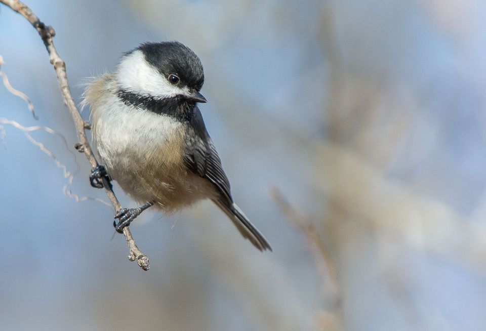 Nice Images Collection: Chickadee Desktop Wallpapers