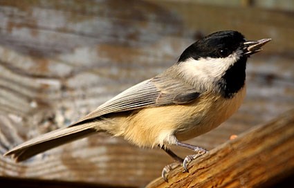 Chickadee Backgrounds, Compatible - PC, Mobile, Gadgets| 425x272 px