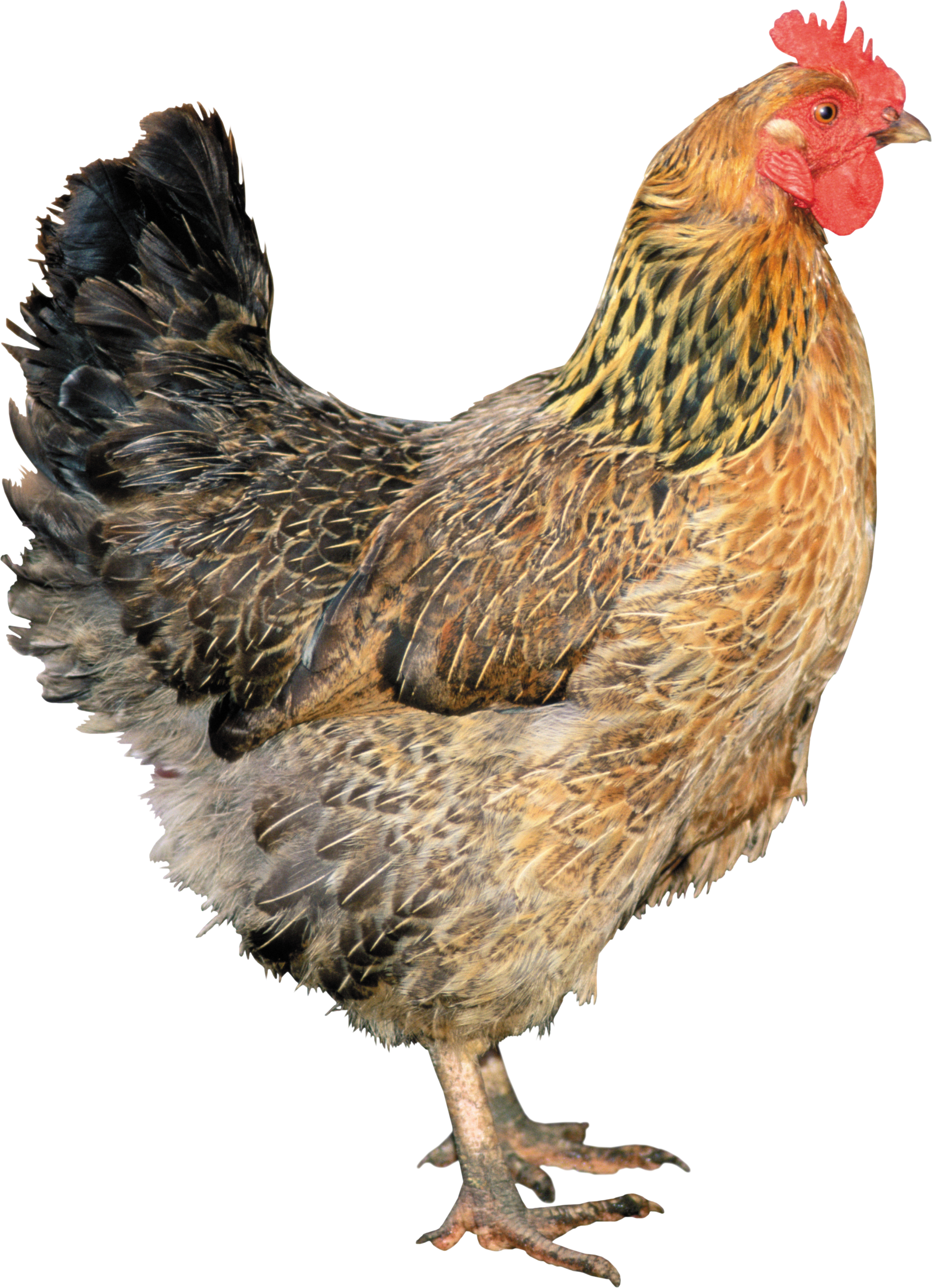 Chicken High Quality Background on Wallpapers Vista