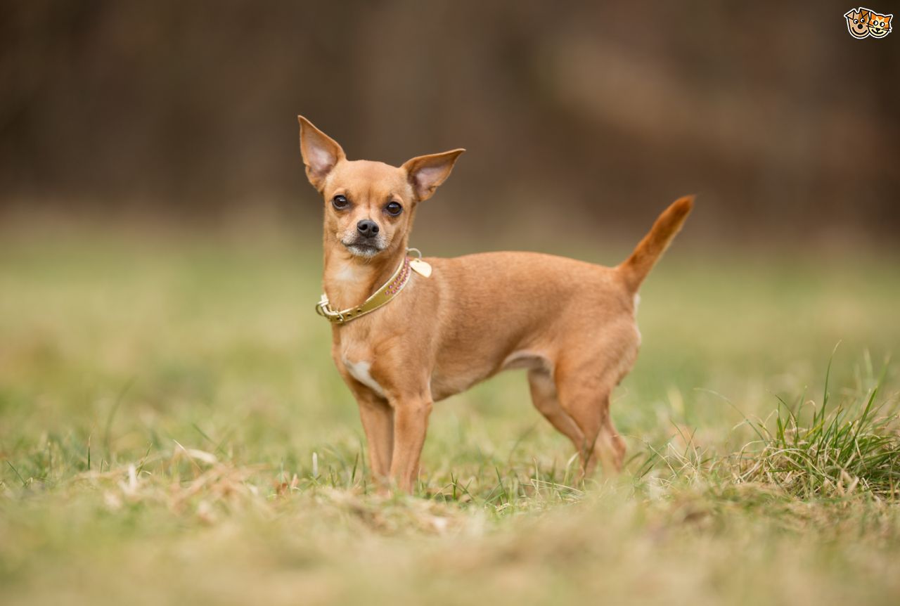 Chihuahua #7