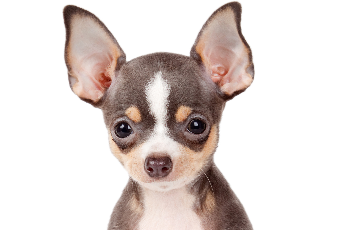 Chihuahua High Quality Background on Wallpapers Vista