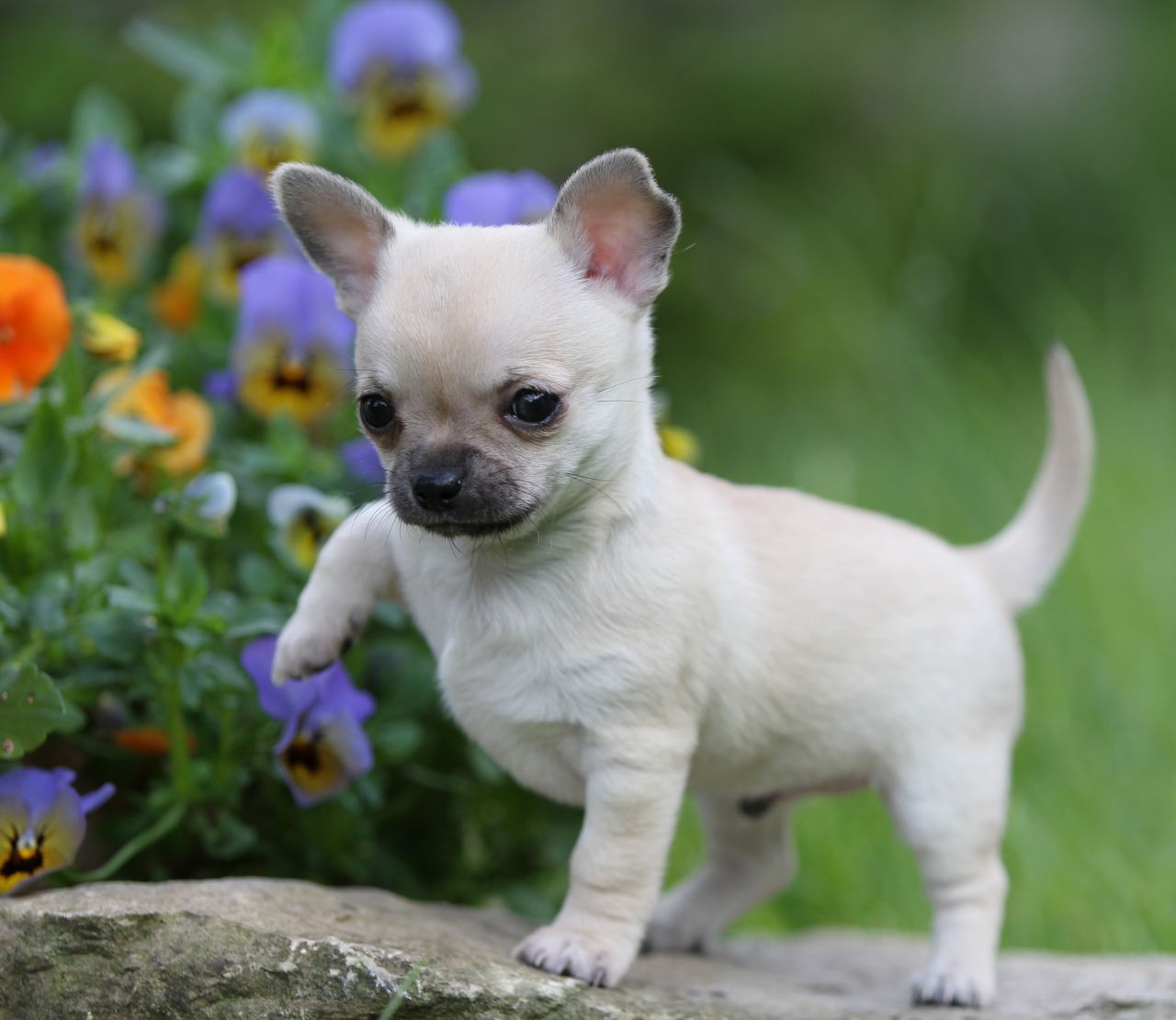 1280x1110 > Chihuahua Wallpapers