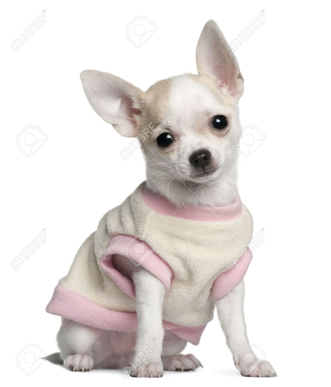 HD Quality Wallpaper | Collection: Animal, 1113x1300 Chihuahua