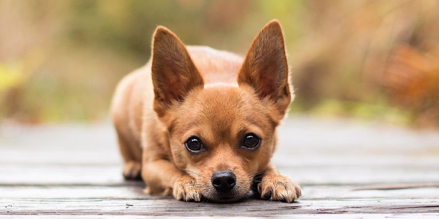 Chihuahua Backgrounds, Compatible - PC, Mobile, Gadgets| 900x450 px