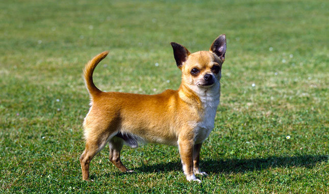 Chihuahua #23