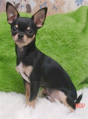 Nice wallpapers Chihuahua 300x404px
