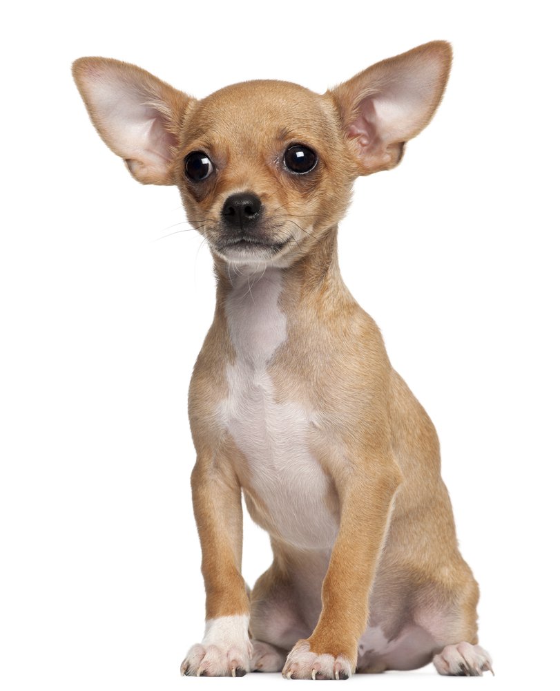 Chihuahua High Quality Background on Wallpapers Vista