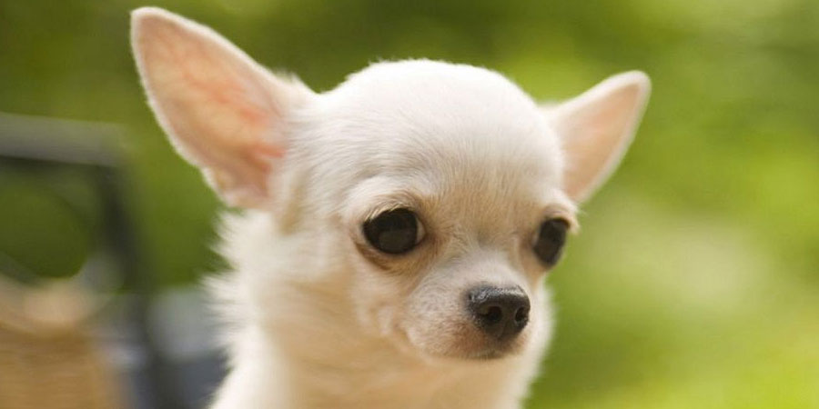 Nice Images Collection: Chihuahua Desktop Wallpapers