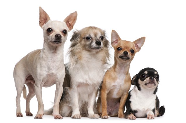 HD Quality Wallpaper | Collection: Animal, 637x421 Chihuahua