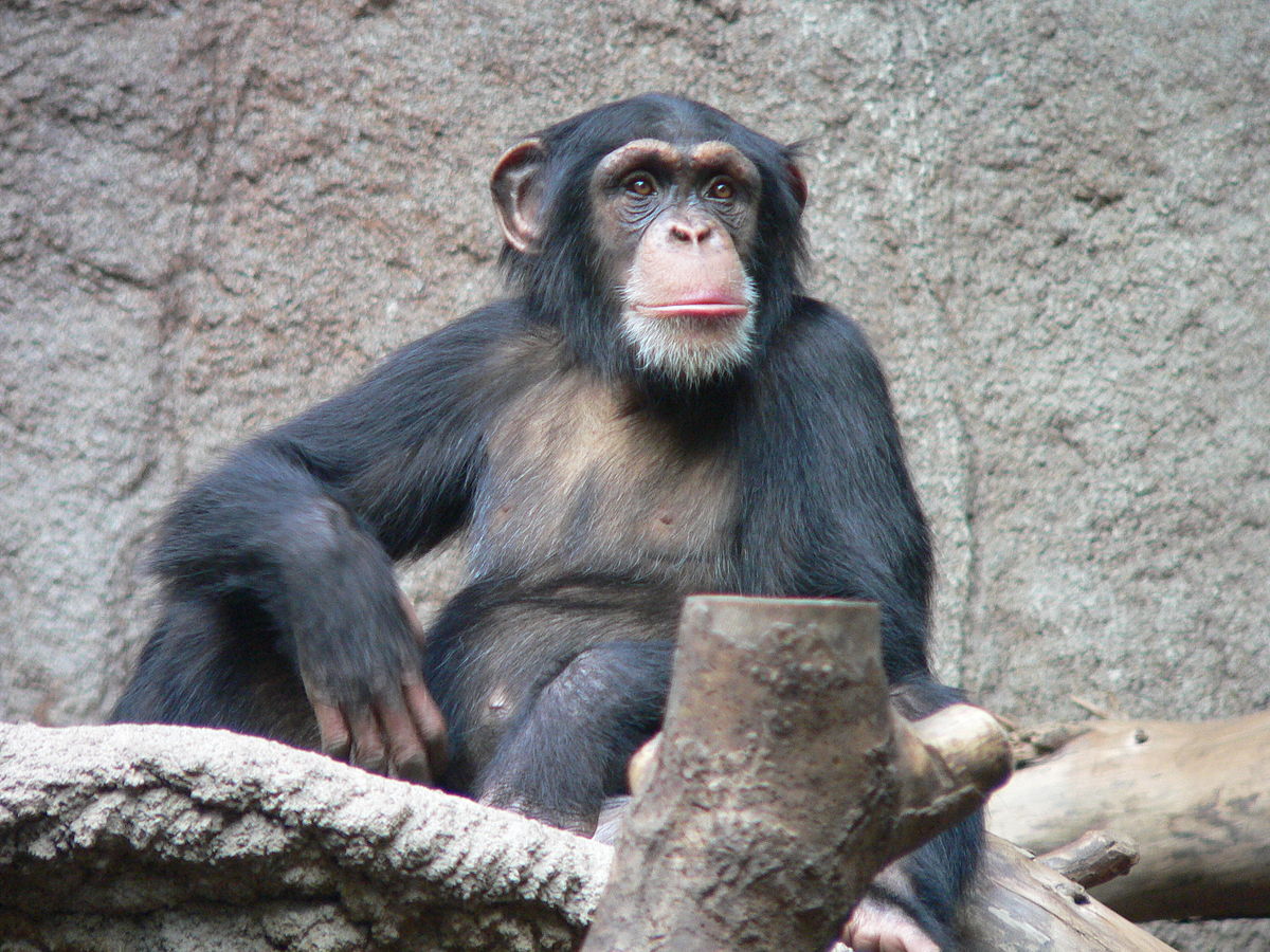 HQ Chimpanzee Wallpapers | File 239.07Kb