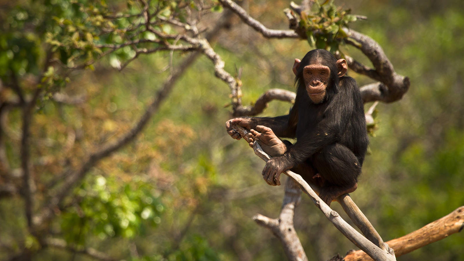Chimpanzee Pics, Animal Collection