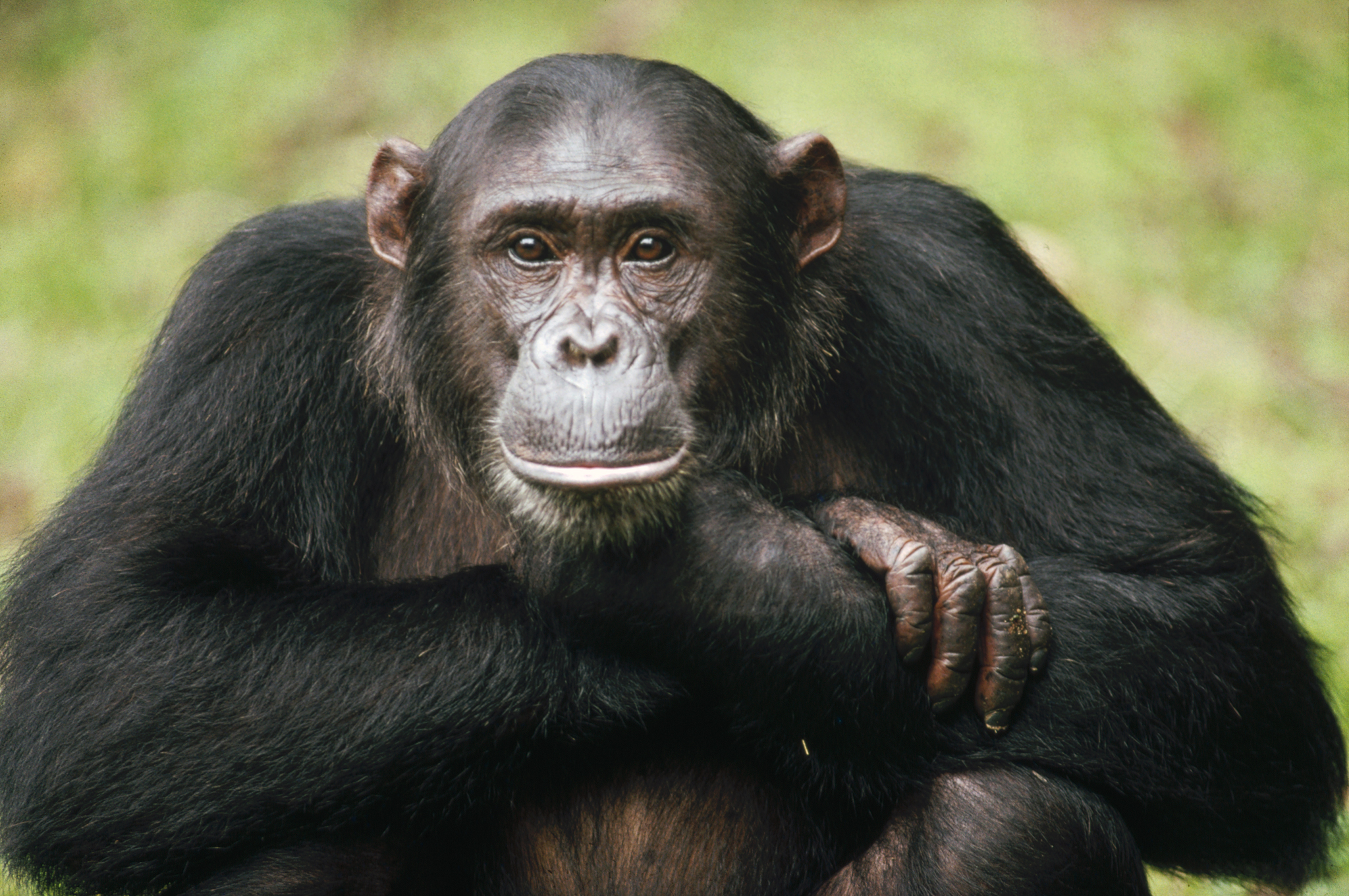 Chimpanzee Backgrounds on Wallpapers Vista