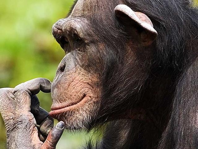 Images of Chimpanzee | 640x480