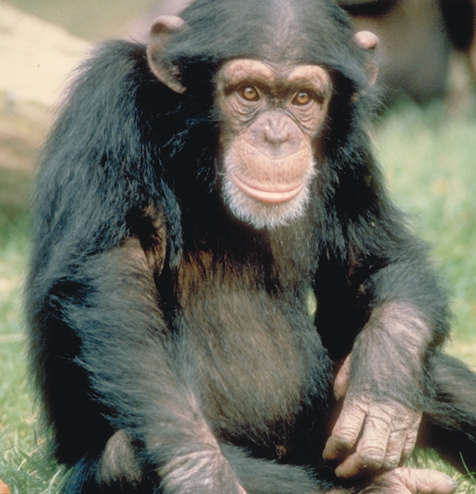HD Quality Wallpaper | Collection: Animal, 476x494 Chimpanzee