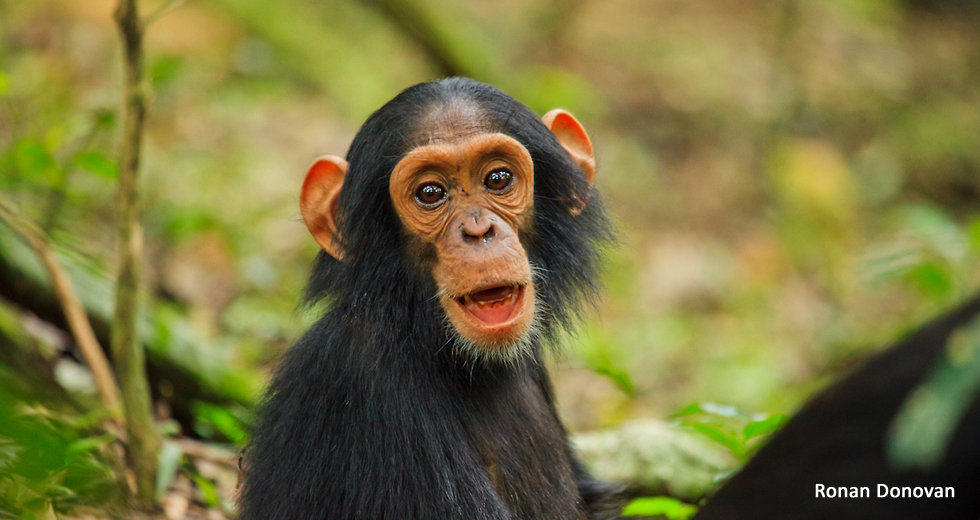 Chimpanzee Backgrounds, Compatible - PC, Mobile, Gadgets| 980x520 px