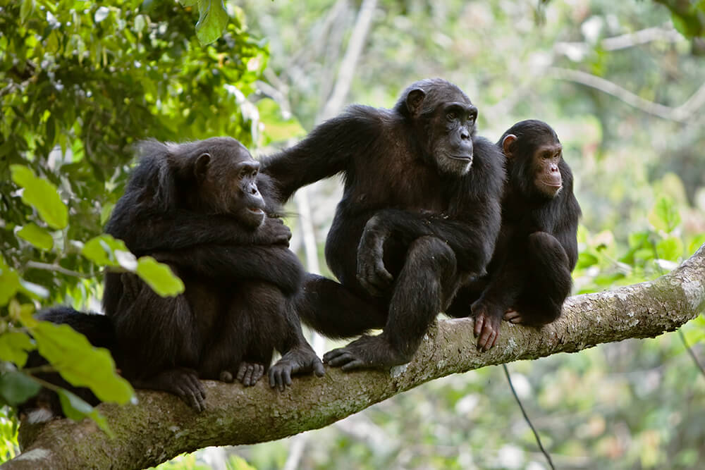 Nice Images Collection: Chimpanzee Desktop Wallpapers