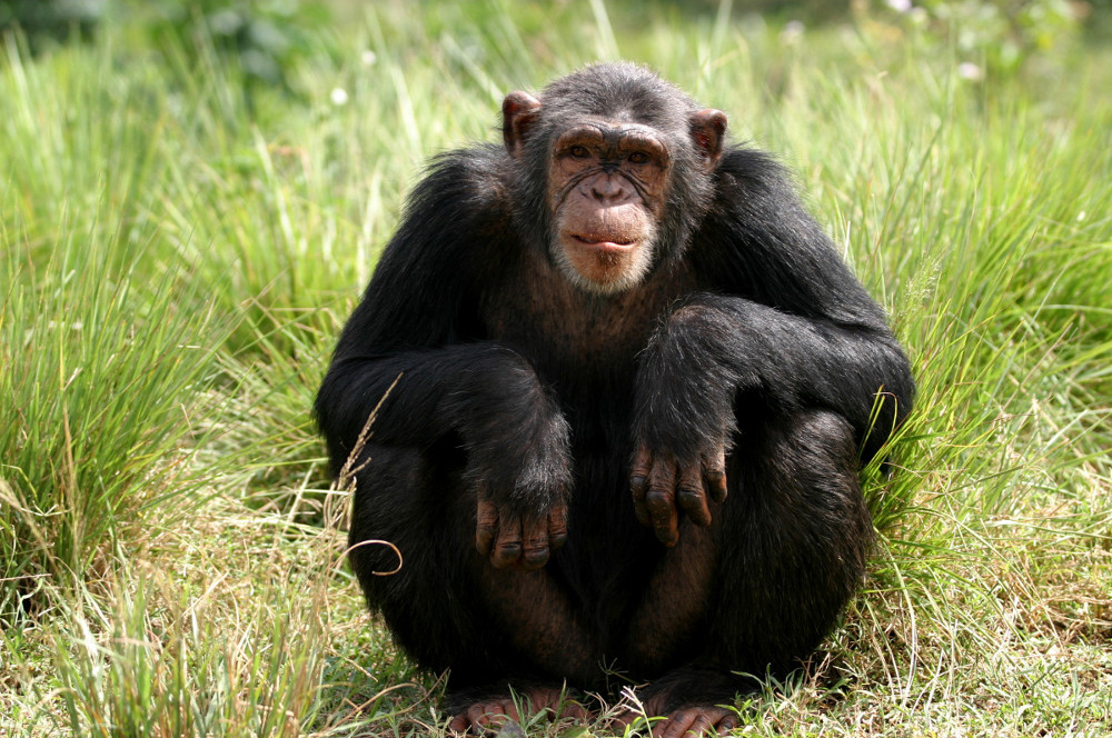 Chimpanzee High Quality Background on Wallpapers Vista