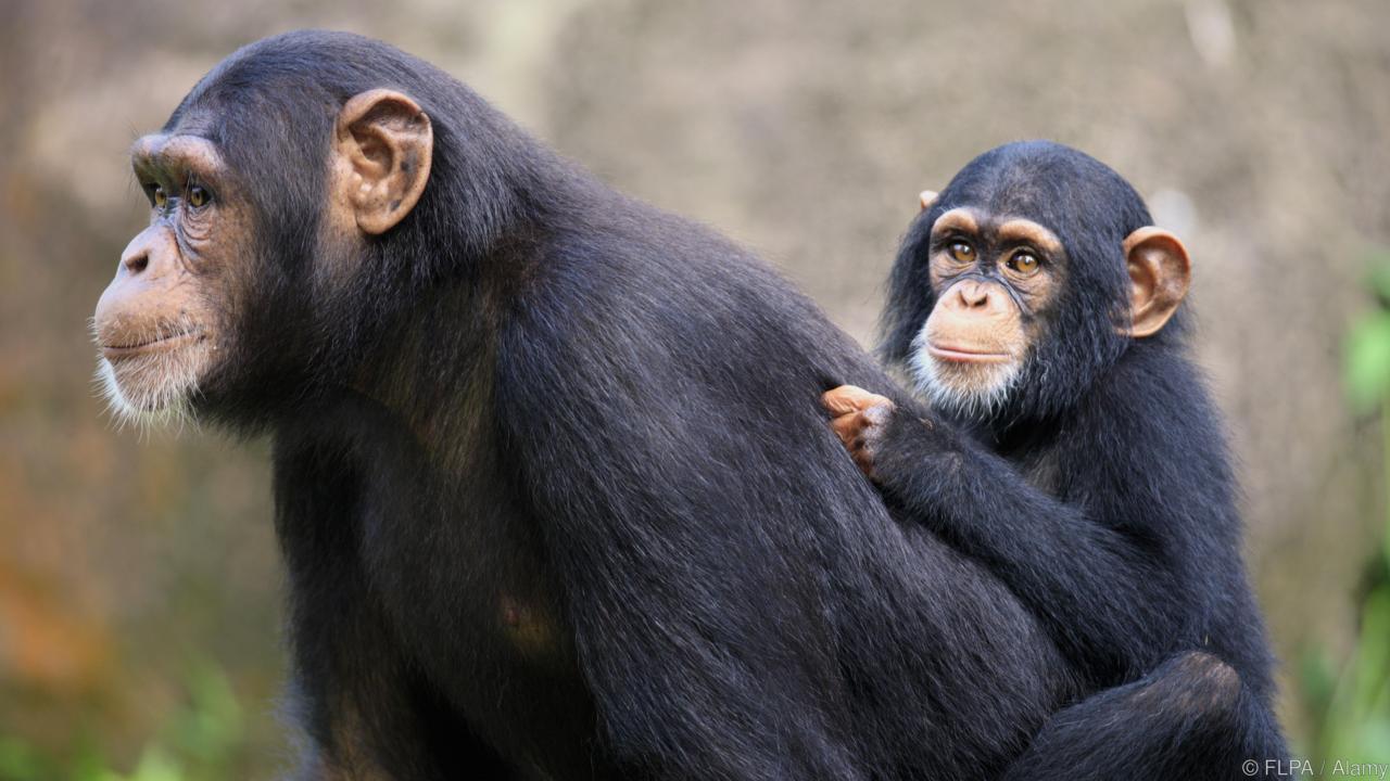 Chimpanzee HD wallpapers, Desktop wallpaper - most viewed