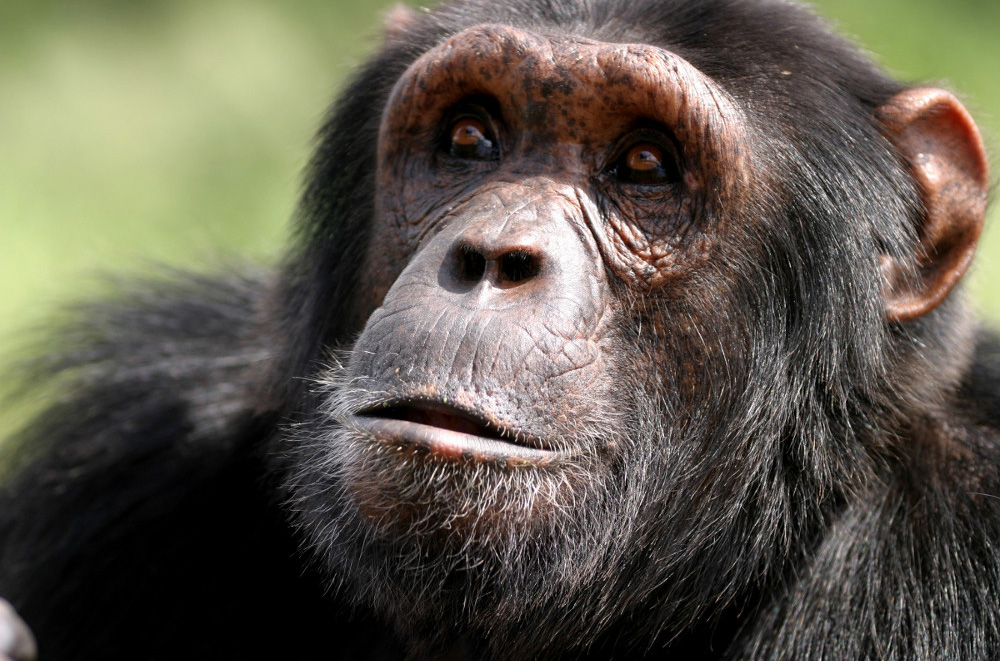 Chimpanzee Pics, Animal Collection