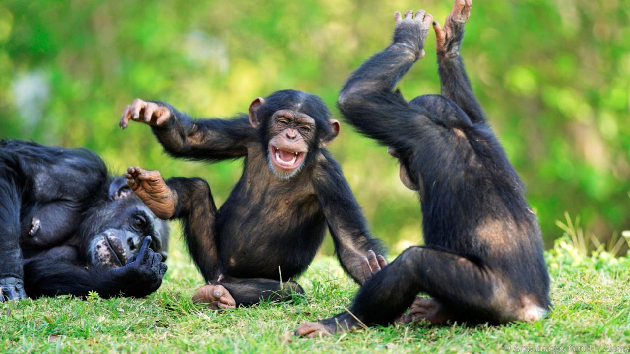 Images of Chimpanzee | 1280x720