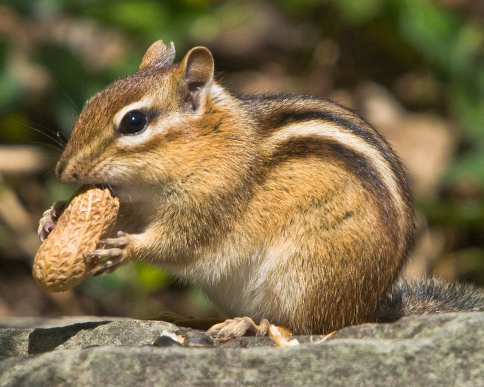 Amazing Chipmunk Pictures & Backgrounds