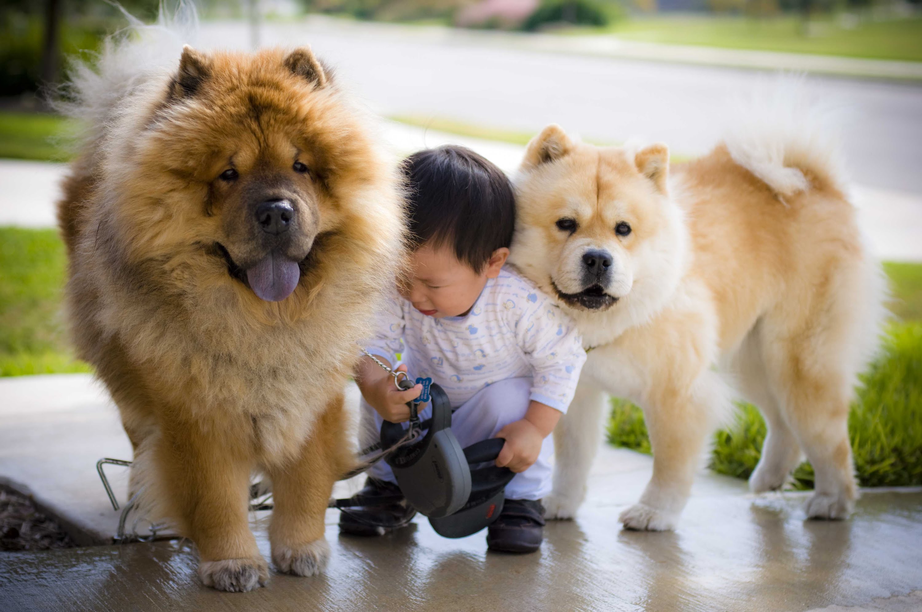 Chow Chow Pics, Animal Collection
