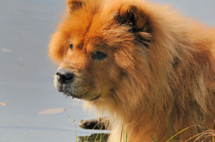 Chow Chow High Quality Background on Wallpapers Vista