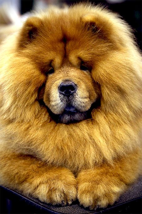 Chow Chow Backgrounds on Wallpapers Vista