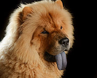 HQ Chow Chow Wallpapers | File 11.68Kb