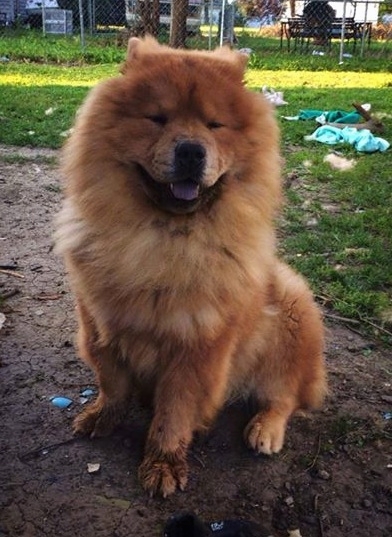 HQ Chow Chow Wallpapers | File 163.35Kb