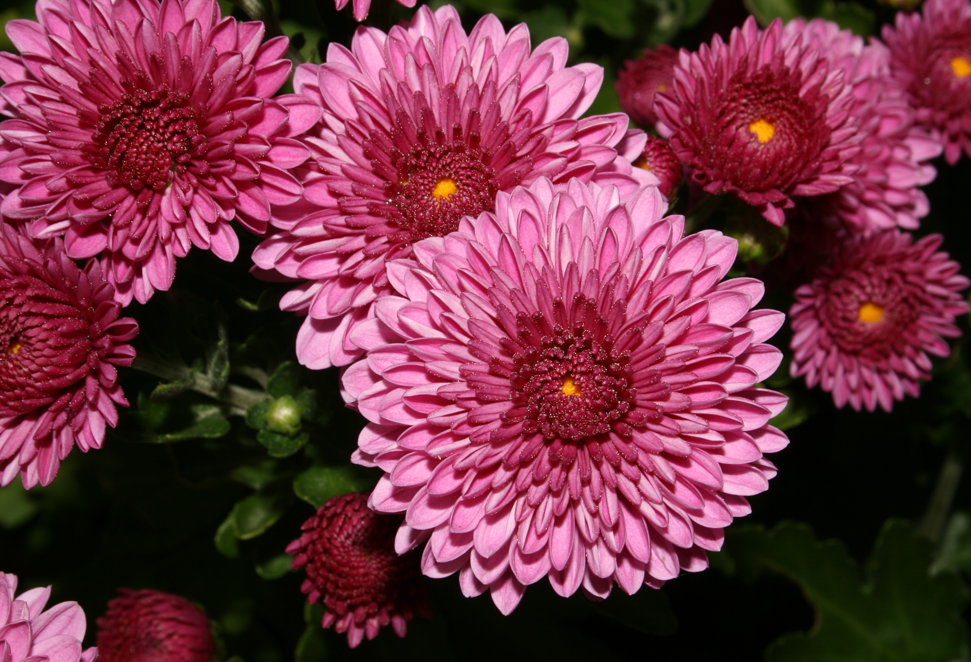 Chrysanthemum HD wallpapers, Desktop wallpaper - most viewed