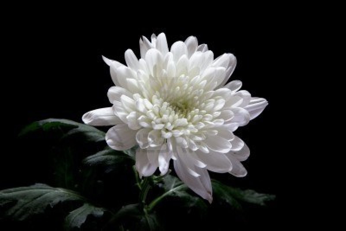 Amazing Chrysanthemum Pictures & Backgrounds