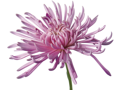 Chrysanthemum #17