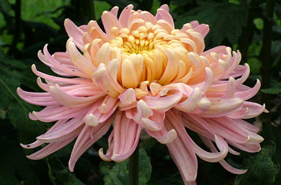 Chrysanthemum #22