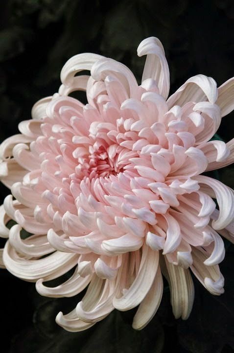 Chrysanthemum #26