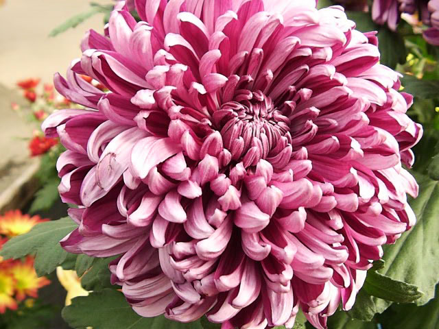 Chrysanthemum Pics, Earth Collection