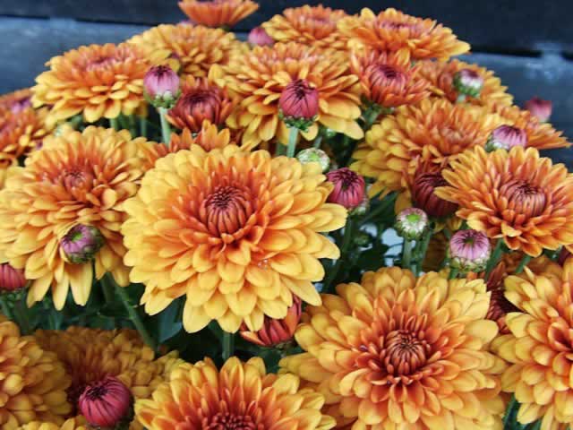 Nice Images Collection: Chrysanthemum Desktop Wallpapers