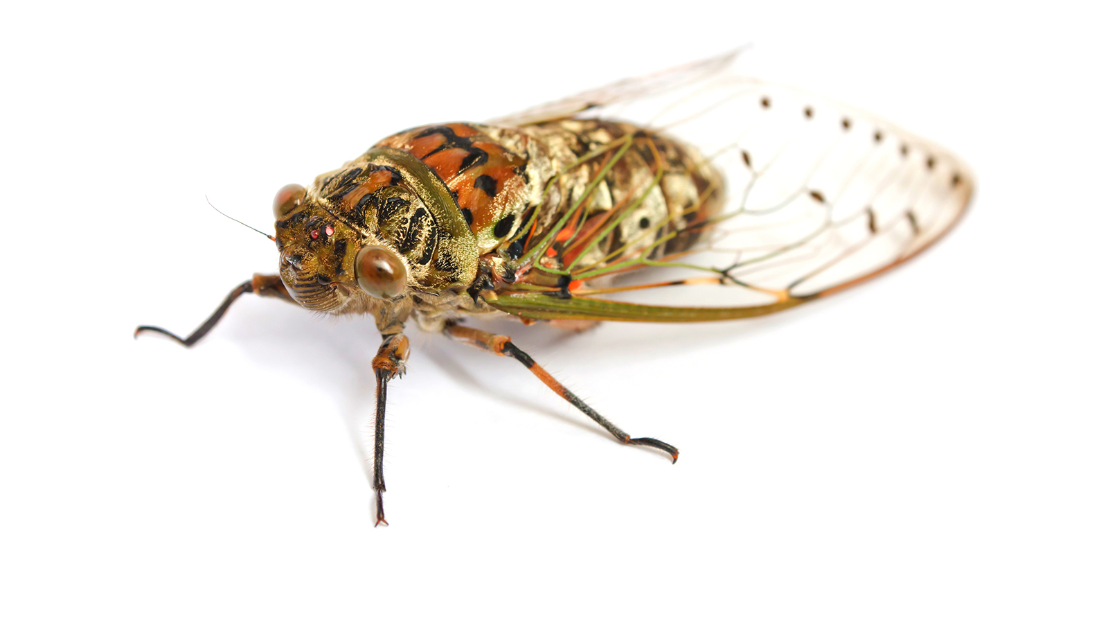 Images of Cicada | 1600x899