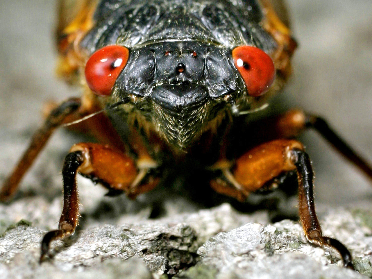 Cicada HD wallpapers, Desktop wallpaper - most viewed